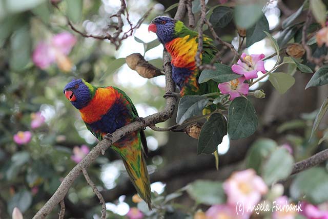 Parrots, Sydney, Australia, copyright Angela Fairbank