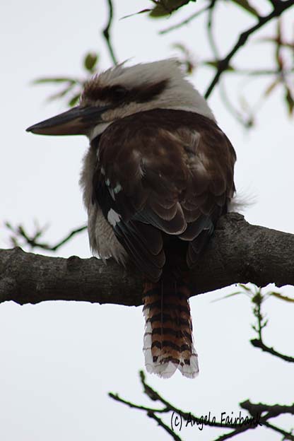 Kookaburra, Sydney, Australia, copyright Angela Fairbank