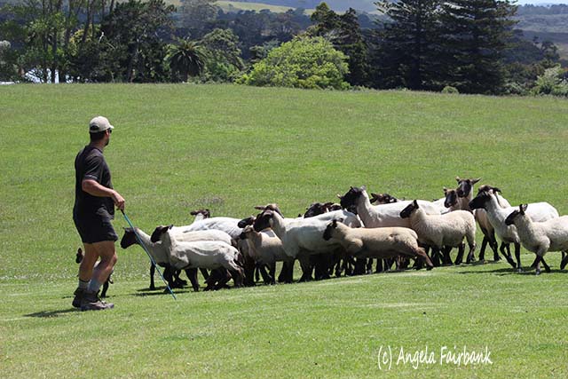Sheep herding, Auckland, New Zealand, copyright Angela Fairbank