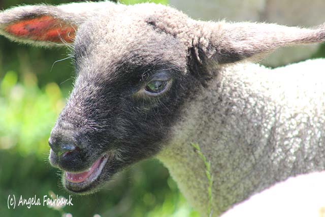 Lamb, Auckland, New Zealand, copyright Angela Fairbank