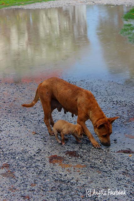 Dogs, Moorea, French Polynesia, copyright Angela Fairbank