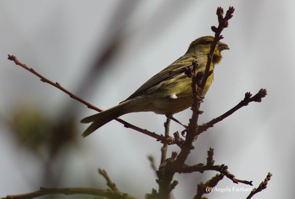 not a canary I think