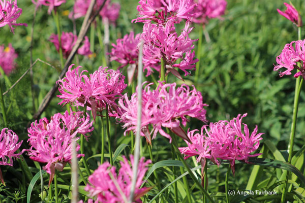 pink flowers