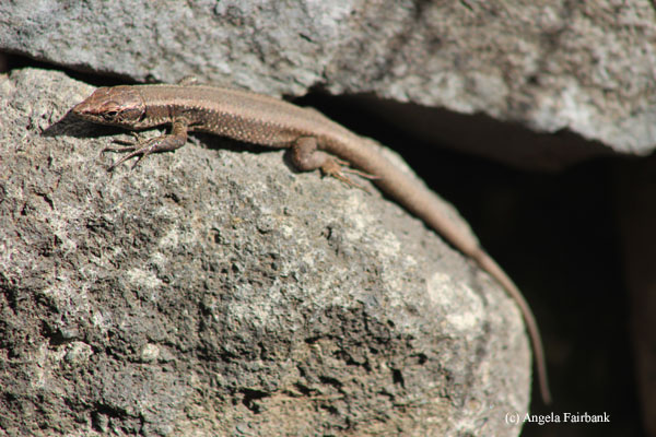 small lizard