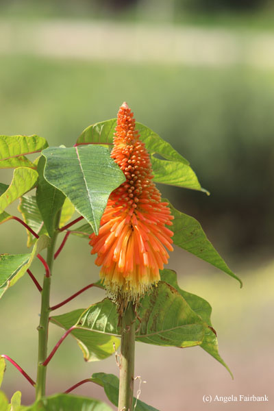 hot poker flower