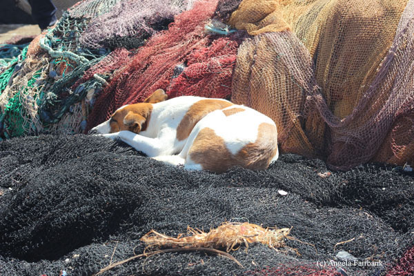 dog sleeping in fishing nets