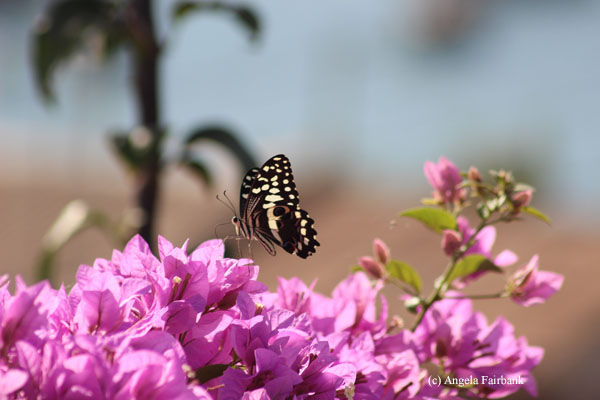 butterfly in bougainvillea