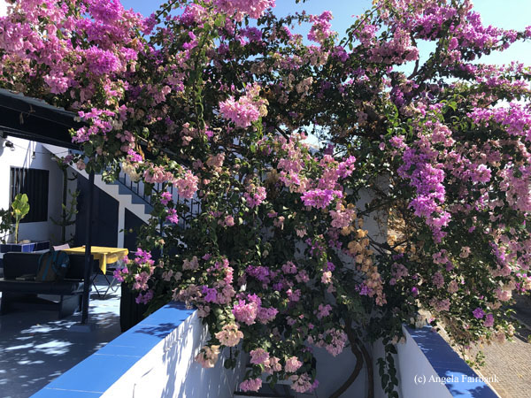 bougainvillea at yacht club sal