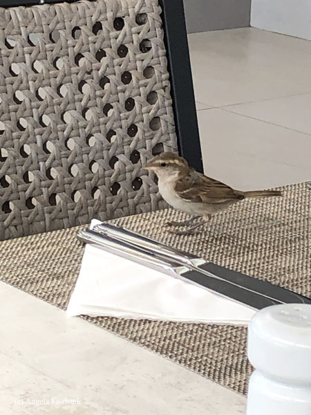 cape verde sparrow