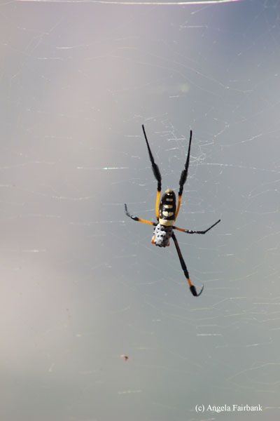 spider with grey background