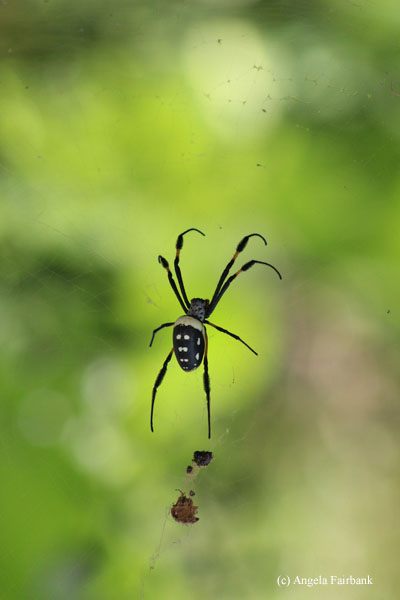 spider with green background