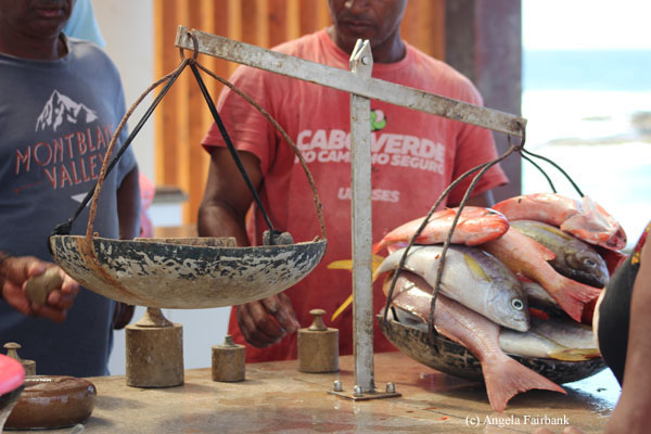 weighing fish