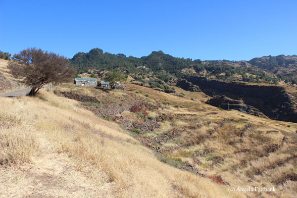 grassy hills