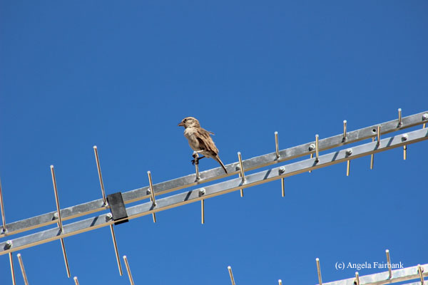 bird on a wire