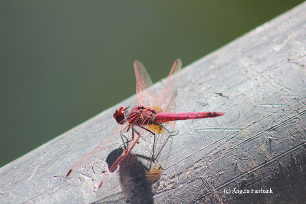 dragonfly