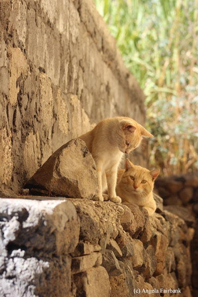 cats