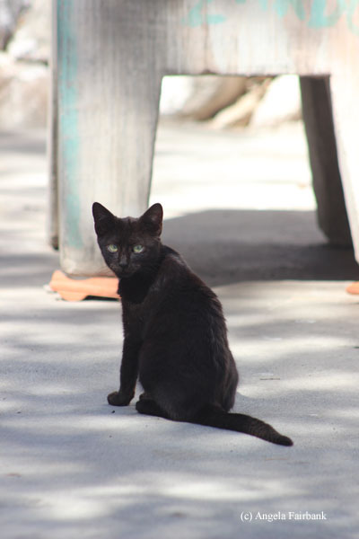 cat