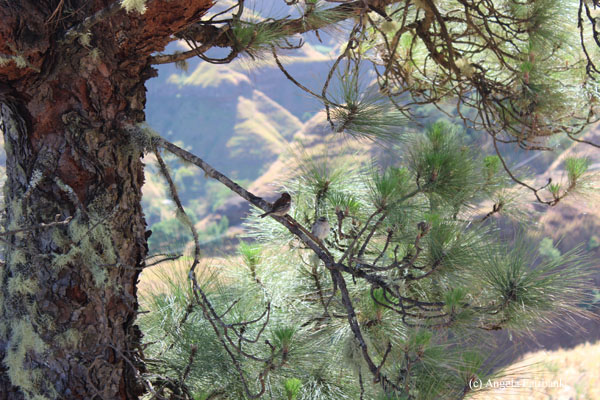 birds in pine tree