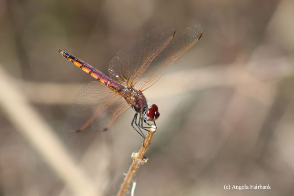 dragonfly on stick